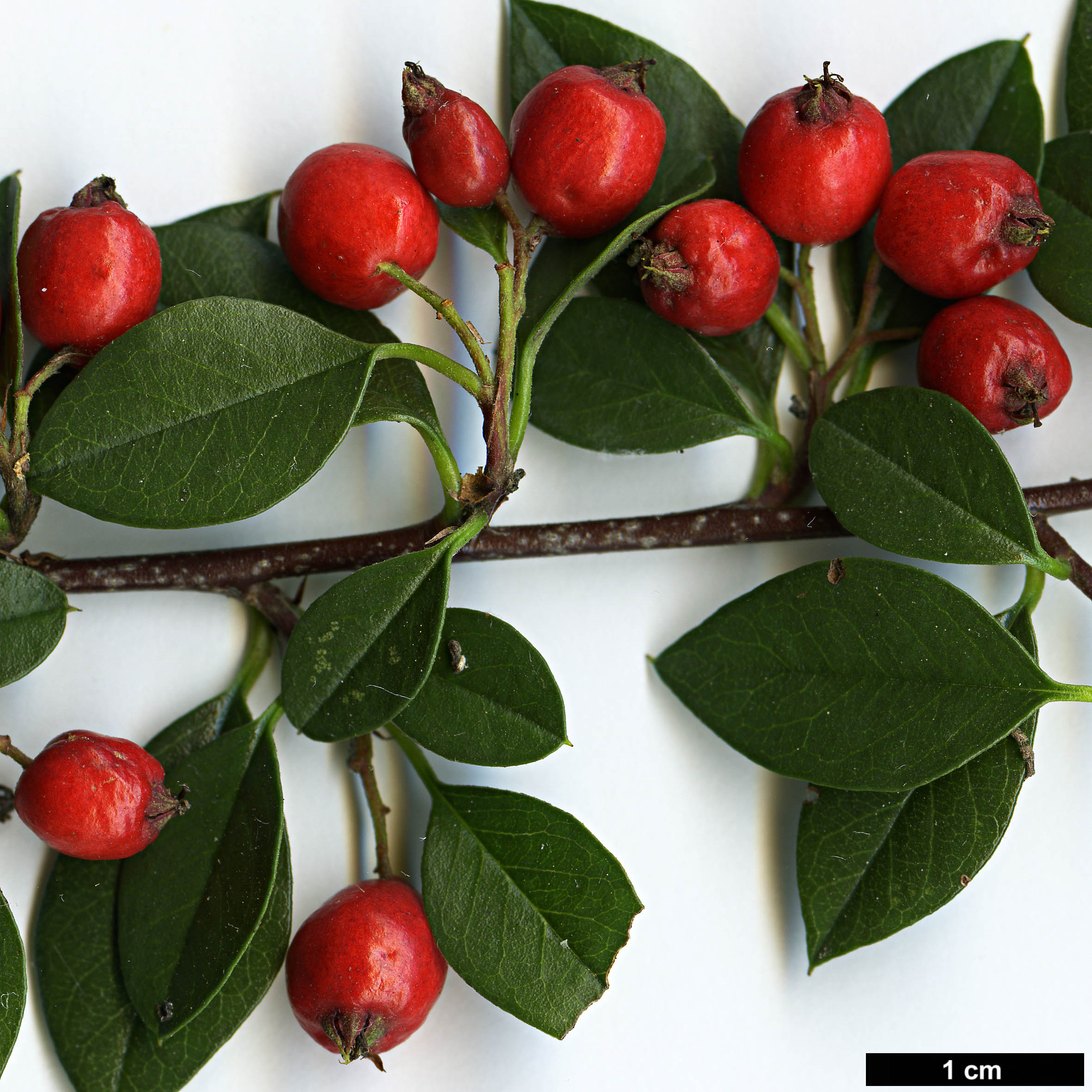 High resolution image: Family: Rosaceae - Genus: Cotoneaster - Taxon: poluninii